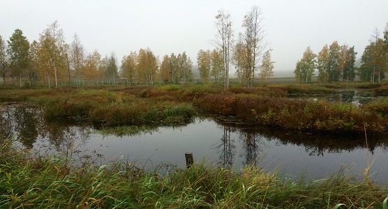 Tarvaalan biotalouskampuksen kosteikko